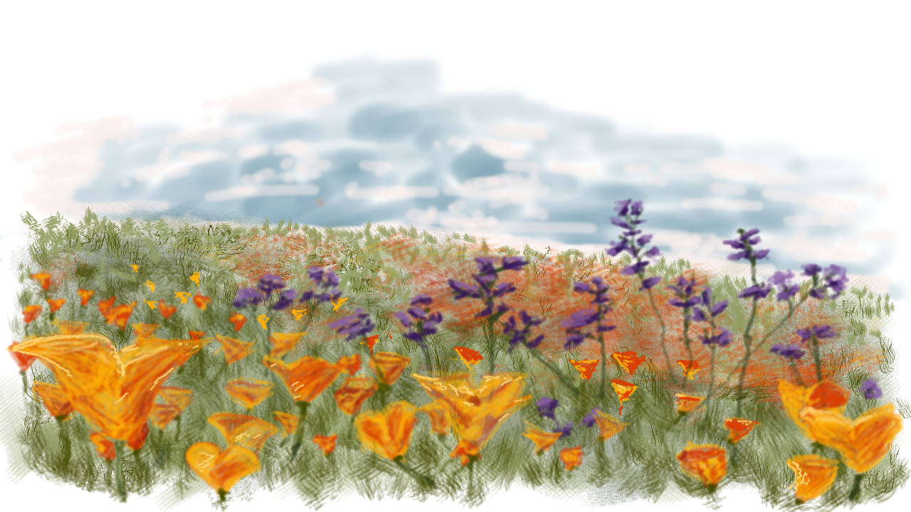 California Wildflowers